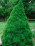 Picea glauca 'Conica'.png